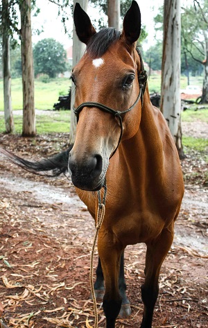 Freda Gocian & Natural Horsemanship