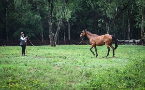 Freda Gocian & Natural Horsemanship