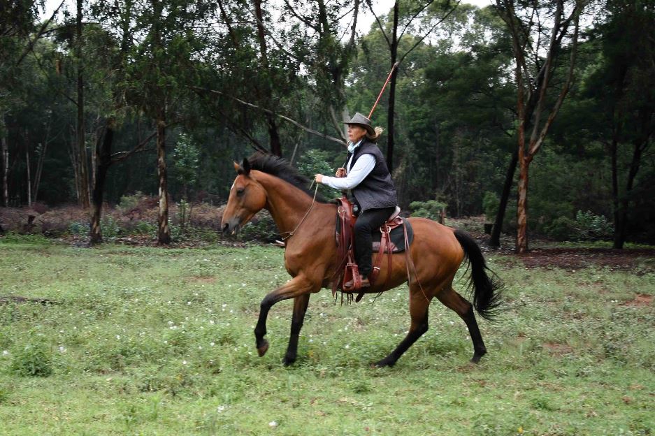 Natural Horsemanship - Training